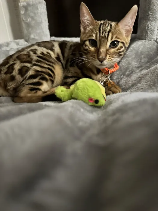 LaVieAnge Bengal Cats and Kittens Cattery 6