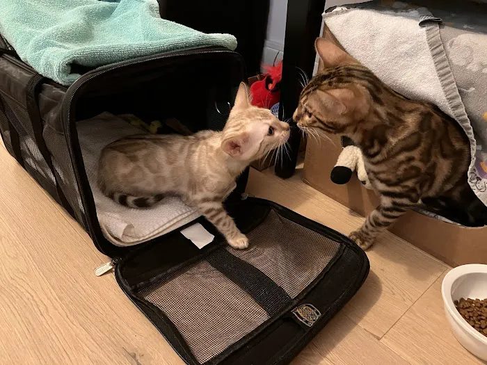 LaVieAnge Bengal Cats and Kittens Cattery 3