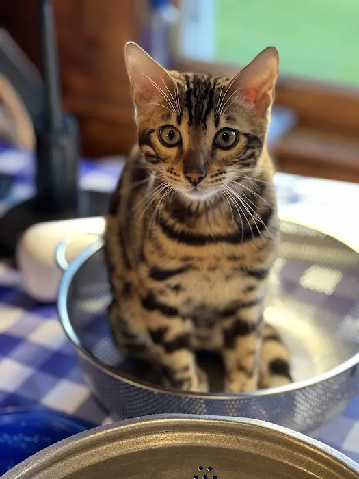 LaVieAnge Bengal Cats and Kittens Cattery 5