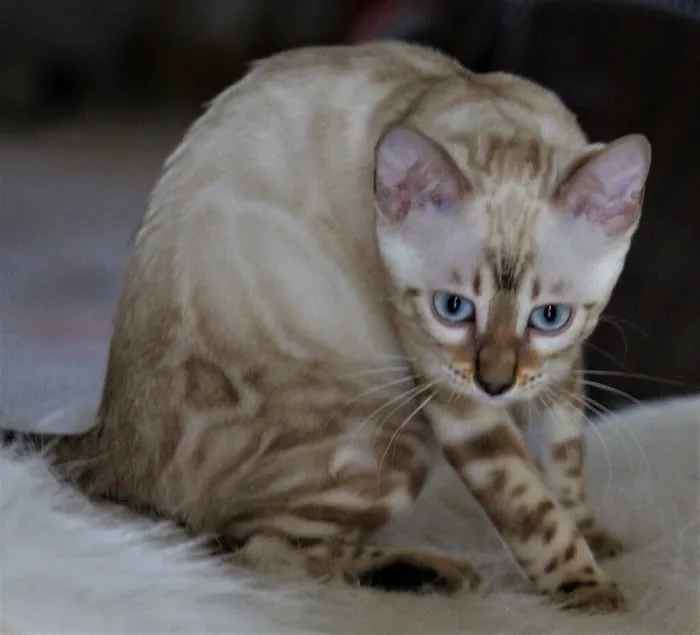 LaVieAnge Bengal Cats and Kittens Cattery 7