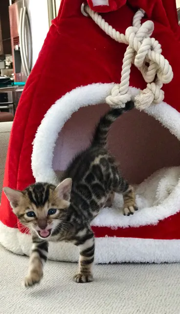 LaVieAnge Bengal Cats and Kittens Cattery 9