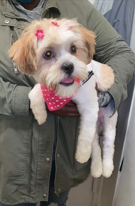 Vetco Vaccination Clinic 1