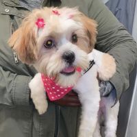 Vetco Vaccination Clinic ico
