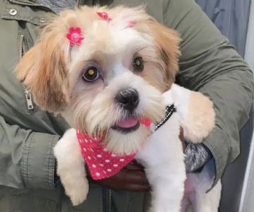 Vetco Vaccination Clinic
