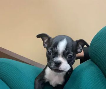 Petland Strongsville