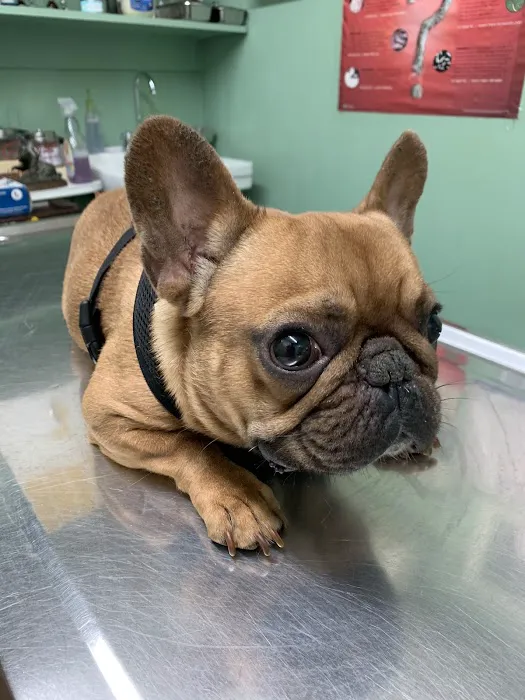 Tri-Boro Animal Hospital 2