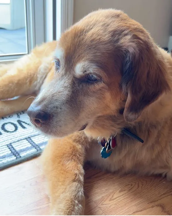 Tri-Boro Animal Hospital 9
