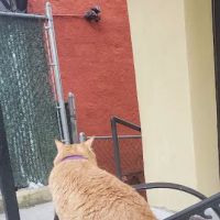 Bronx Animal Hospital / Bronx Vet Center ico