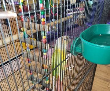 Pet's General Store