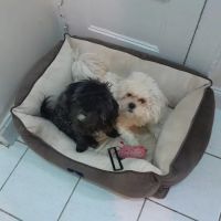 Grand Concourse Animal Hospital ico