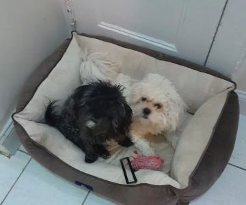 Grand Concourse Animal Hospital