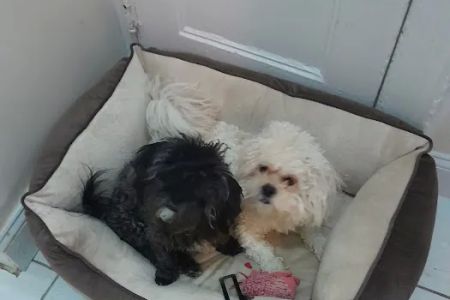 Grand Concourse Animal Hospital