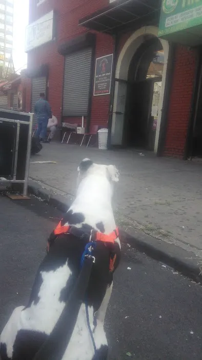 Grand Concourse Animal Hospital 12