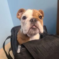 Bronx Veterinary Center ico