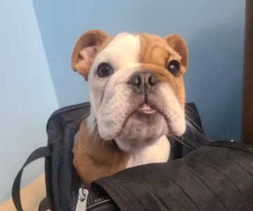 Bronx Veterinary Center