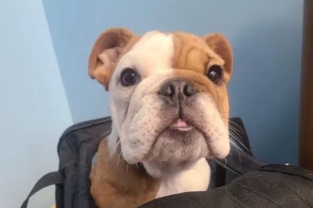 Bronx Veterinary Center