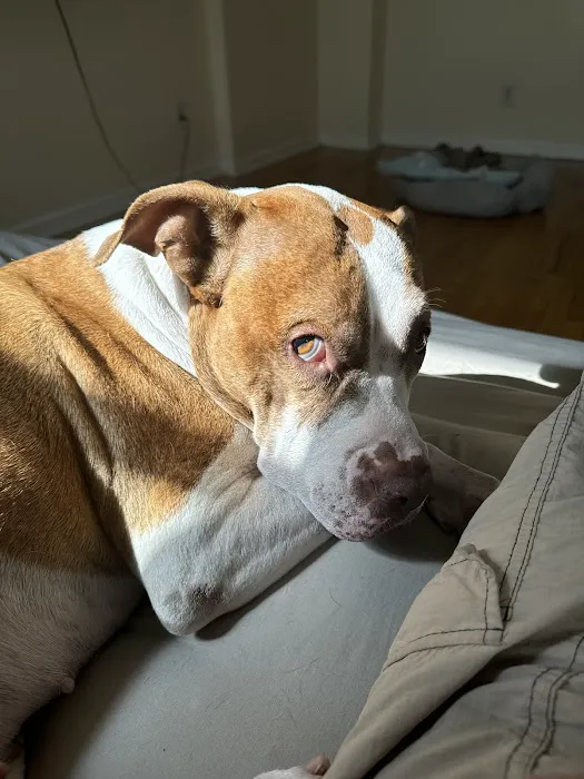Bronx Veterinary Center 12