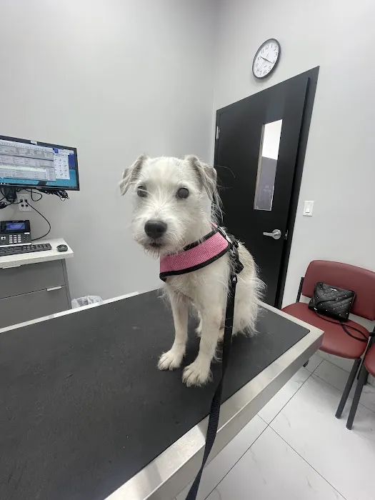 Bronx Veterinary Center 12
