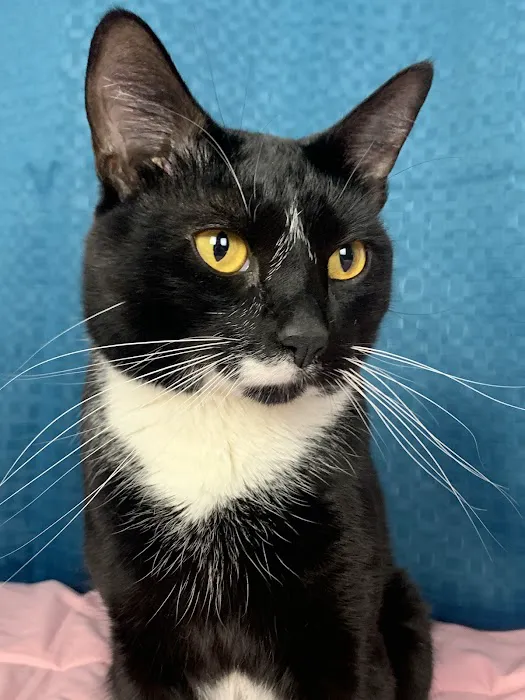 Bronx Veterinary Center 12