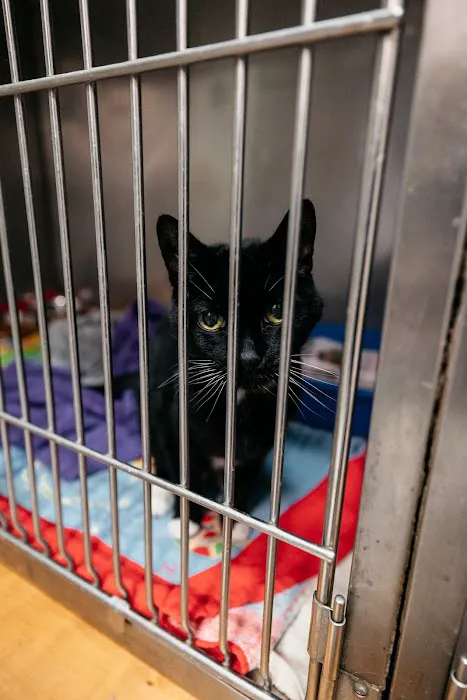 Armory Dog & Cat Hospital 12