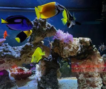 Alpha Aquatics NEO