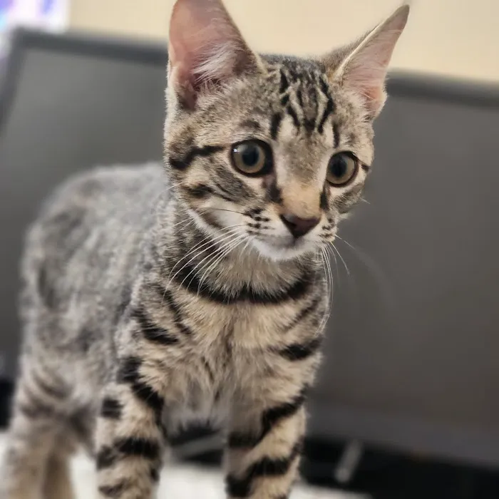 Modern Vet Care 9