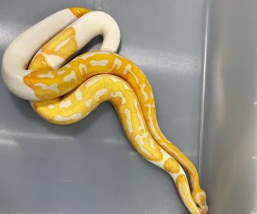 Cutting Edge Ball Pythons