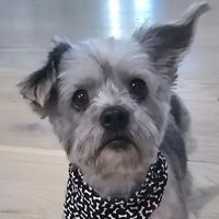 Inman Animal Hospital ico