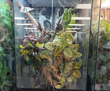 SATOO Reptiles and Aquatics