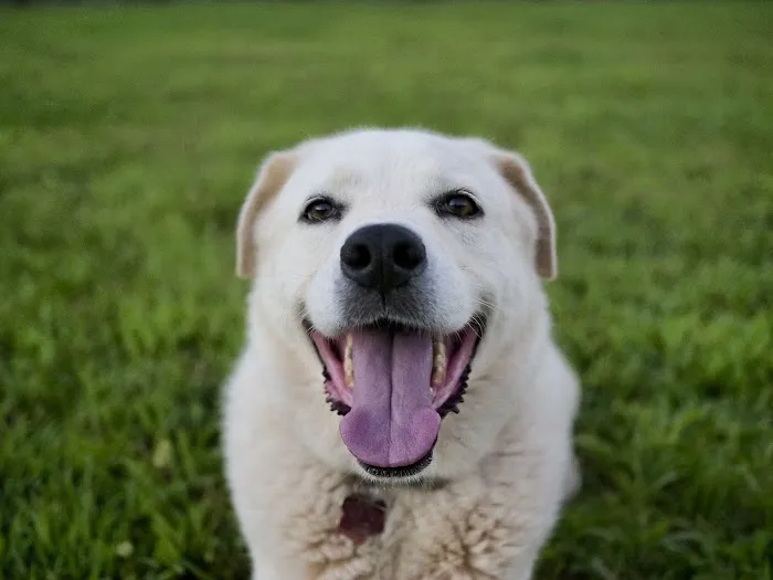 Heartland Animal Hospital 12