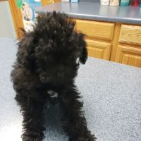 Heartland Animal Hospital ico
