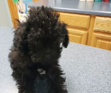 Heartland Animal Hospital
