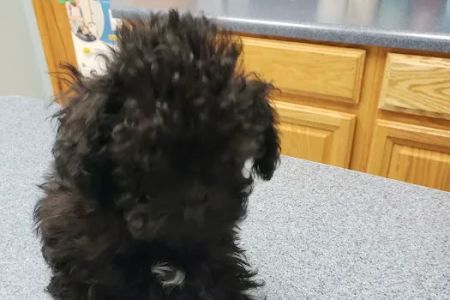 Heartland Animal Hospital