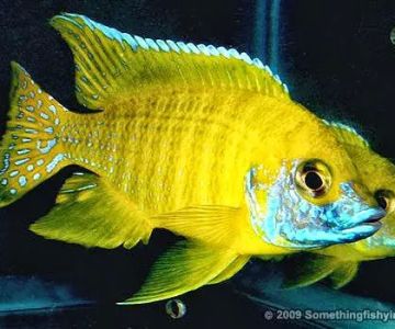 SomethingFishyInc.net