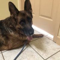 Saluda Veterinary Hospital ico