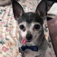Ark Animal Hospital ico