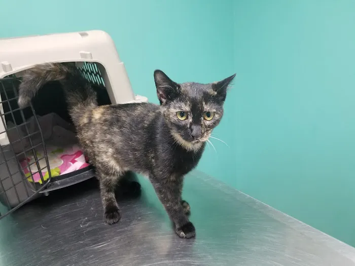 Ark Animal Hospital 12