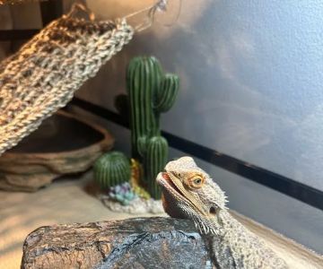 Reptile Encounter