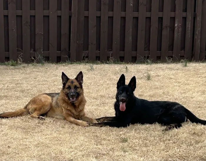 Pet's Favorite Vet 12