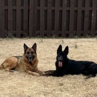 Pet's Favorite Vet ico