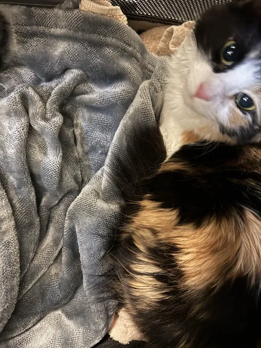 Pet's Favorite Vet 12