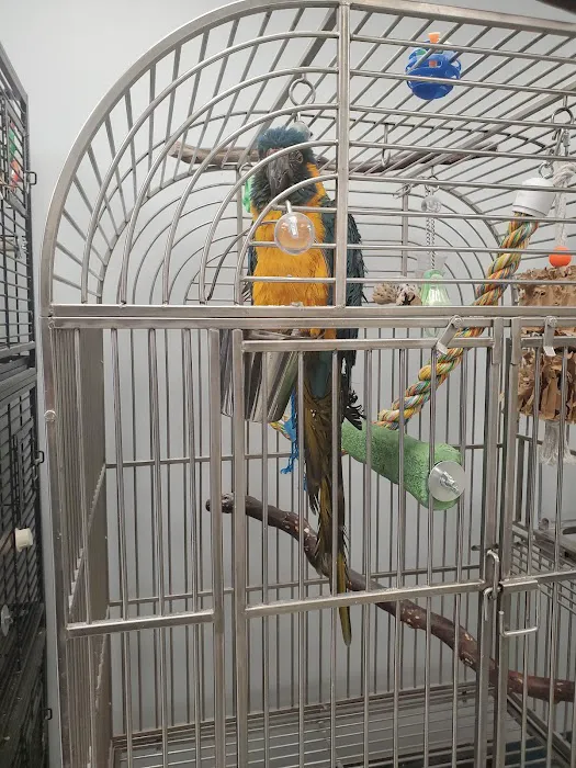 In A Pickle Parrot Shop 4