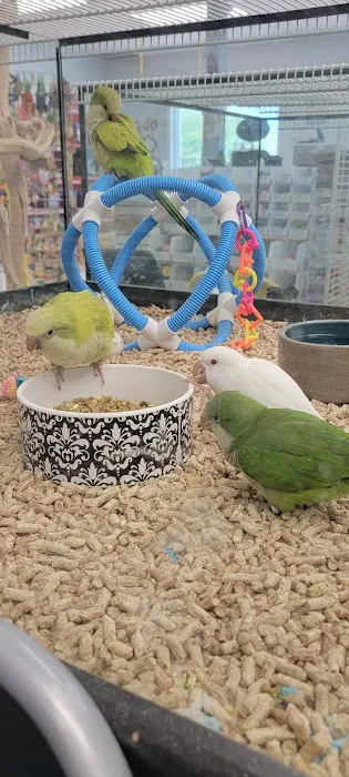 In A Pickle Parrot Shop 5