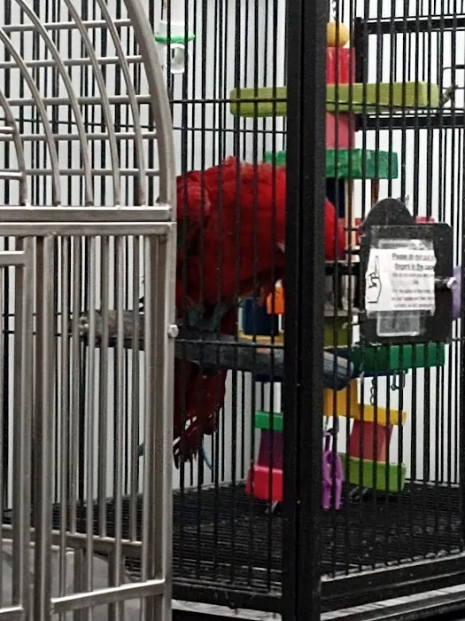 In A Pickle Parrot Shop 1