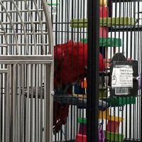 In A Pickle Parrot Shop ico