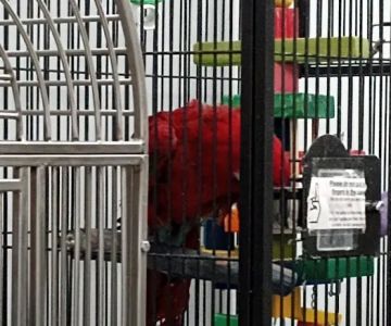 In A Pickle Parrot Shop