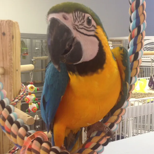 In A Pickle Parrot Shop 8