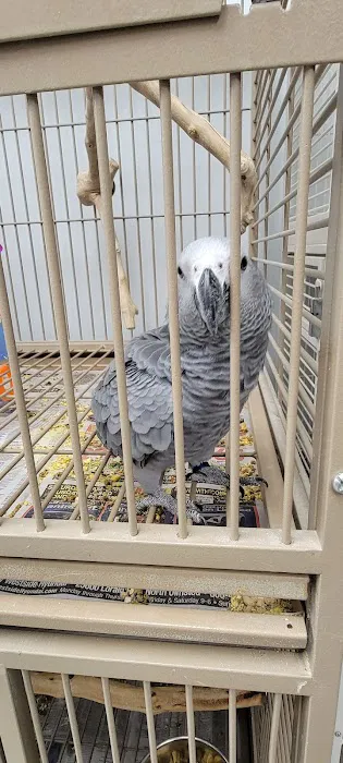 In A Pickle Parrot Shop 9