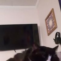 Critter Care Wellness & Rehabilitation Center ico
