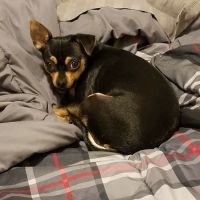 Animals R Us ico